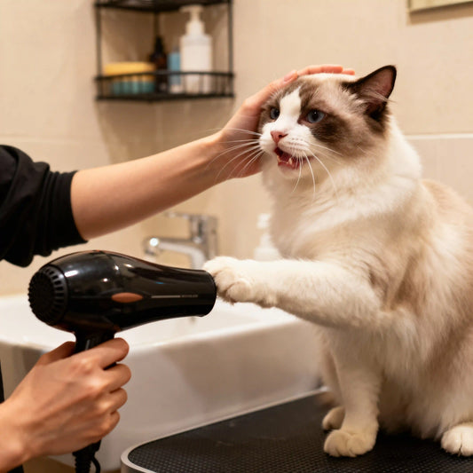 猫を洗ったあとの正しい乾かし方｜ドライヤーが苦手な猫ちゃんの場合